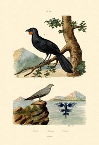Pratincole by French School
